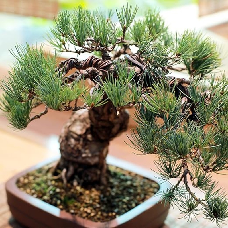 سلك ألومنيوم لتشكيل أشجار البو - مراجعة Bonsai Garden Design وسعره