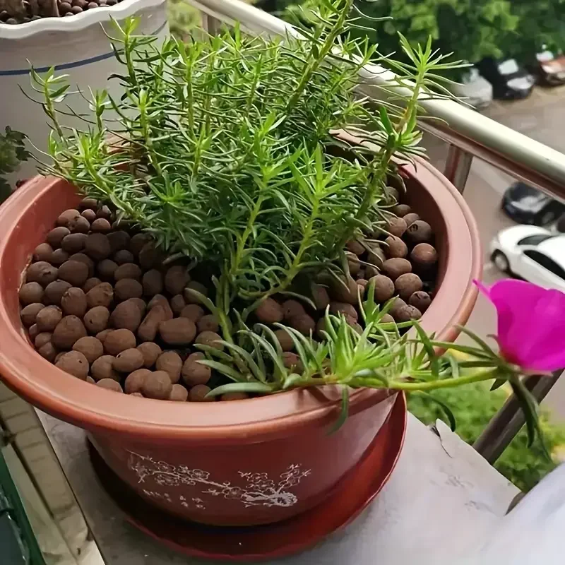 500 جرام/packGarden المائية تو - مراجعة Sphagnum Moss Bag وسعره