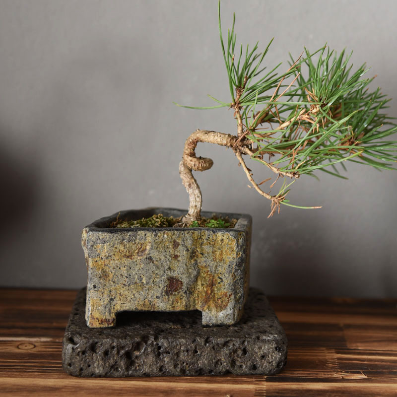 وعاء زهور من الحجر البازلتي ال - مراجعة Bonsai Garden Indoor وسعره