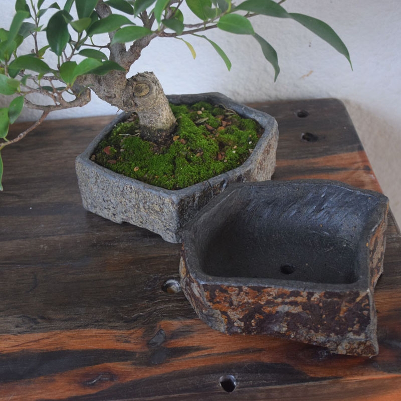 وعاء زهور من الحجر البازلتي ال - مراجعة Bonsai Garden Indoor وسعره
