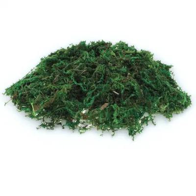 عبوة واحدة من الطحالب الاصطناع - مراجعة Bonsai Garden Indoor وسعره