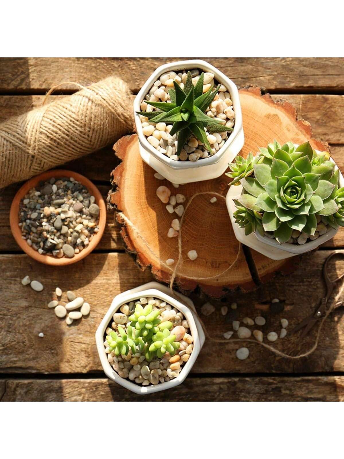 نهر الصخور الحجارة الطبيعية ال - مراجعة Sphagnum Moss Bag وسعره