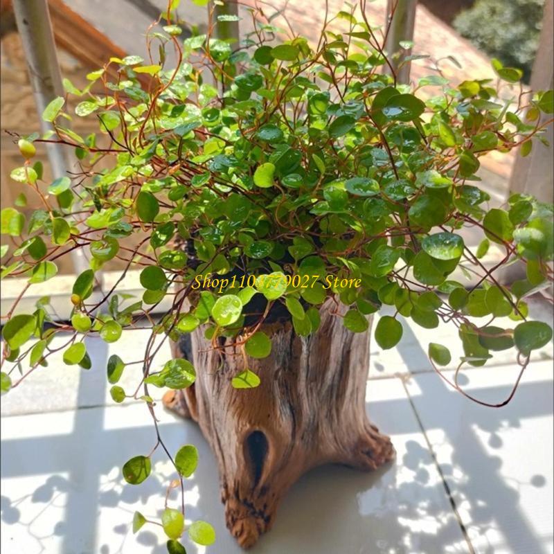 C4DF ديكور خرساني عصاري زارع ز - مراجعة Bonsai Garden Design وسعره