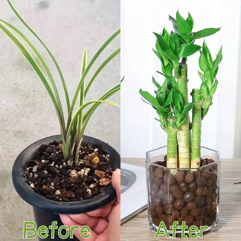 حبيبات طينية ممددة للزراعة الم - مراجعة Sphagnum Moss Bag وسعره